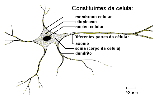 Redes Neurais Artificiais: célula neural